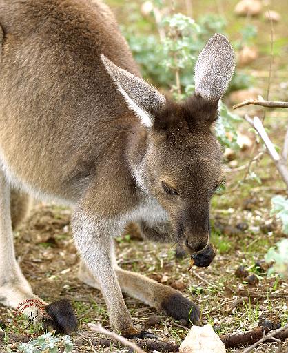 Kangaroo 9L12D-17.JPG